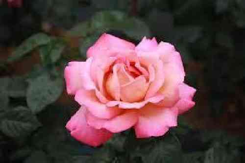 دانلود آهنگ گفتم که به تاریکی بیا پس نبینم شبنم ثریا